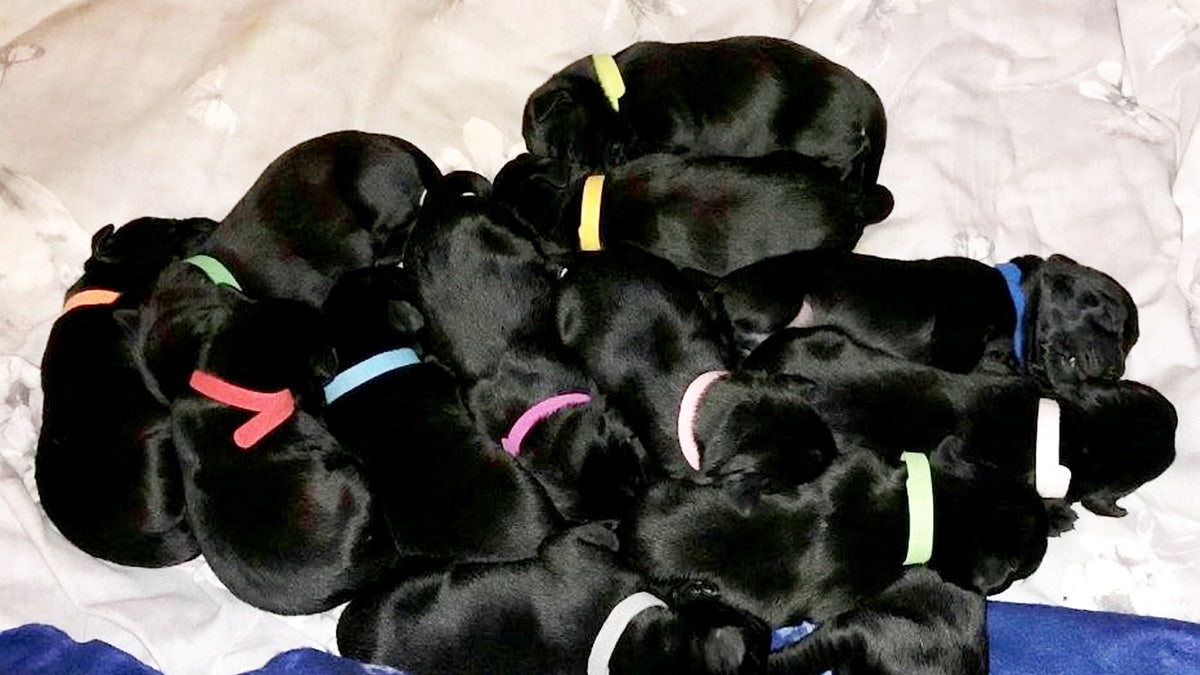 Baby black sale labs