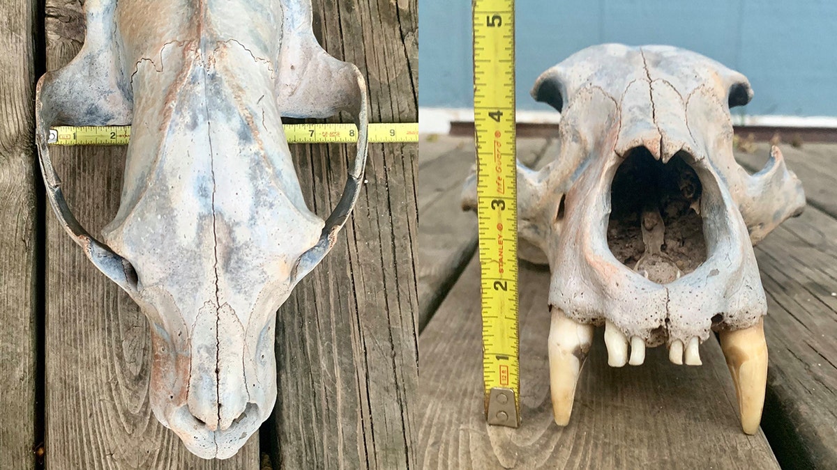 Experts believed the skull was preserved in the sands of the Arkansas River and displaced by this year’s historic flooding in the region.