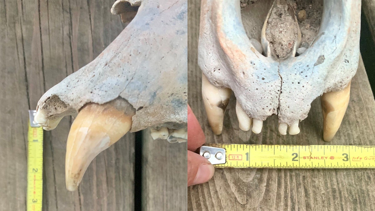 The bear skull was in “excellent” condition except for the loss of a few minor teeth, the agency said.