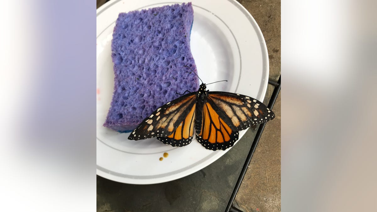 The Monarch butterfly with the piece of wing missing (top left part). (SWNS)