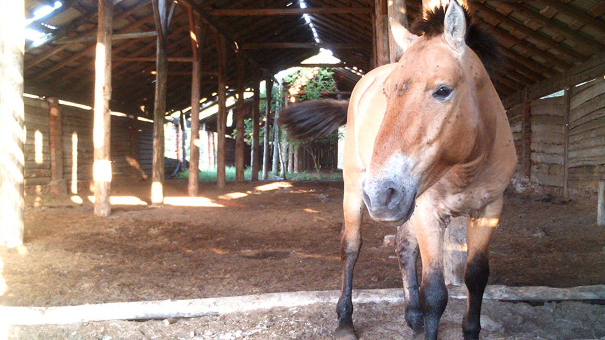 A research team at the University of Georgia set up cameras to record the horses loafing, sleeping, and breeding during the winters and summers. They also suspect the horses, native to the steppes of Central Asia, use the structures as refuge from insects during summer months. (Credit: SWNS)