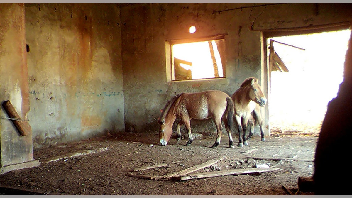 Researchers at the University of Georgia have found a strange inhabitant of the Chernobyl Exclusion Zone in Ukraine - rare Przewalski's horses which use the abandoned structures for cover for hours on end. (Credit: SWNS)