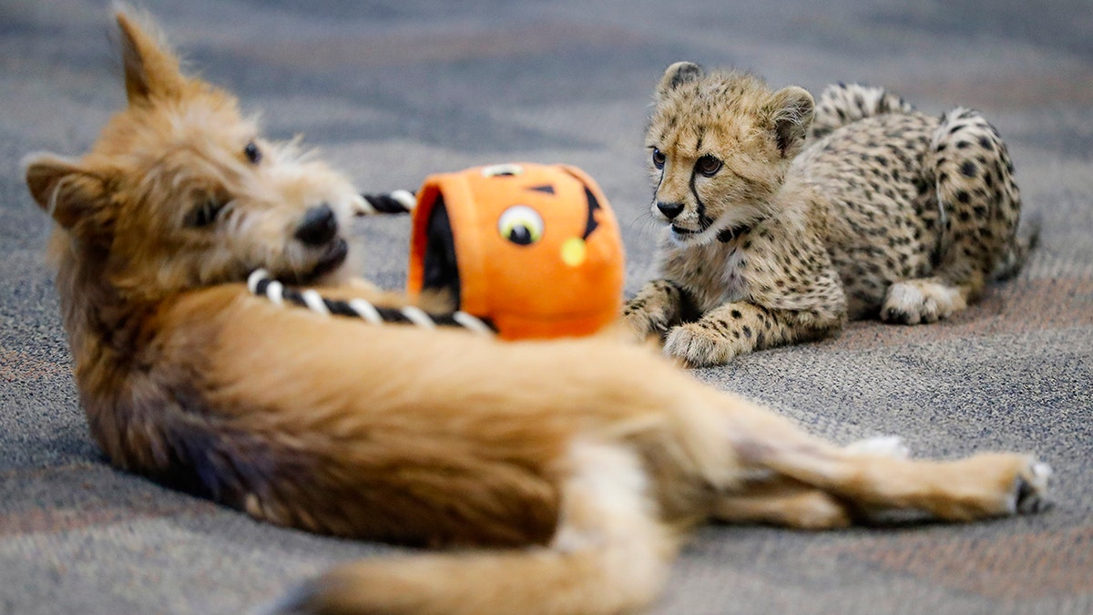 Kris and Remus, the zoo's sixth cheetah-dog pairing, played together with a plush Halloween pumpkin. (AP Photo/John Minchillo)