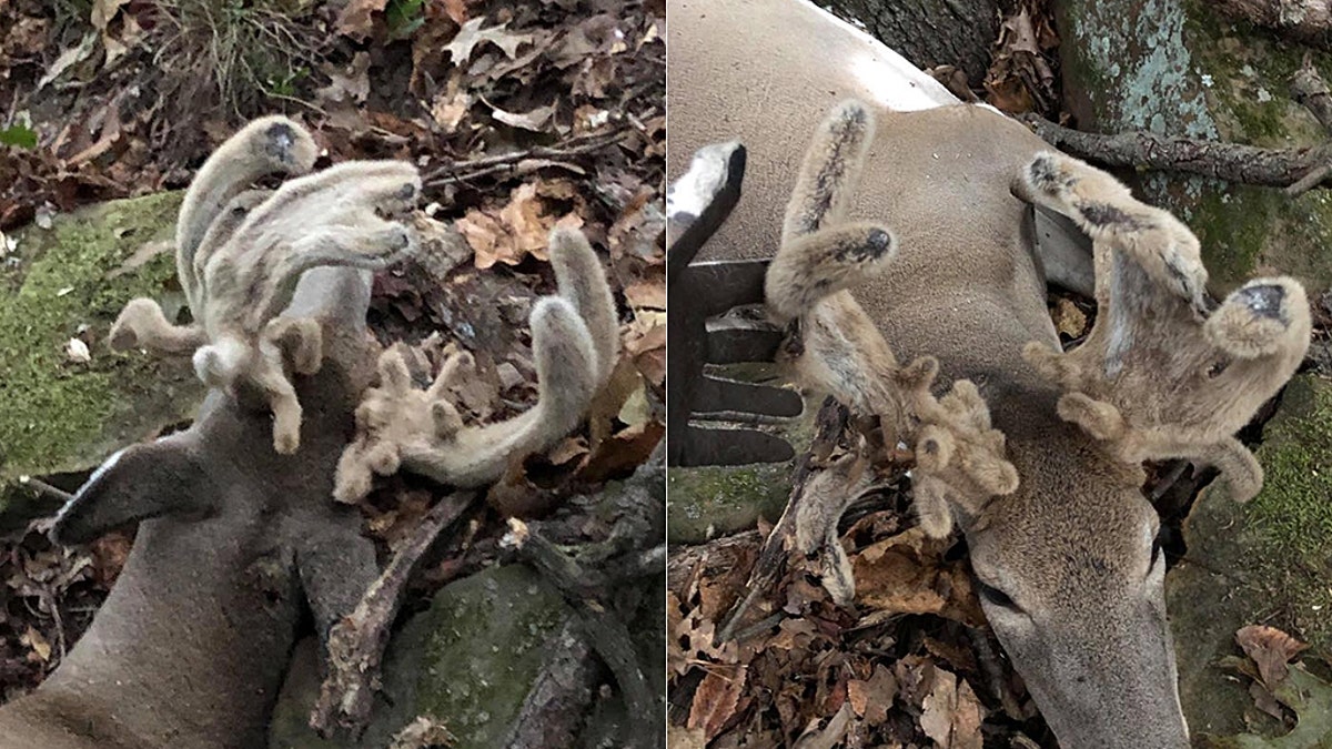 One Oklahoma hunter was recently in for quite the surprise when he realized the antlered deer he caught was not a male, but rather a female doe, pictured.