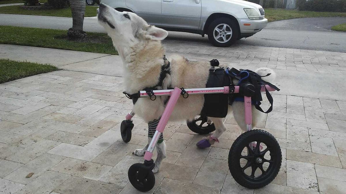 Zorra, a disabled 13-year-old Husky-Shepherd mix, was found dead in Lauderdale Lakes, Fla., on Monday, an animal rescue group said.