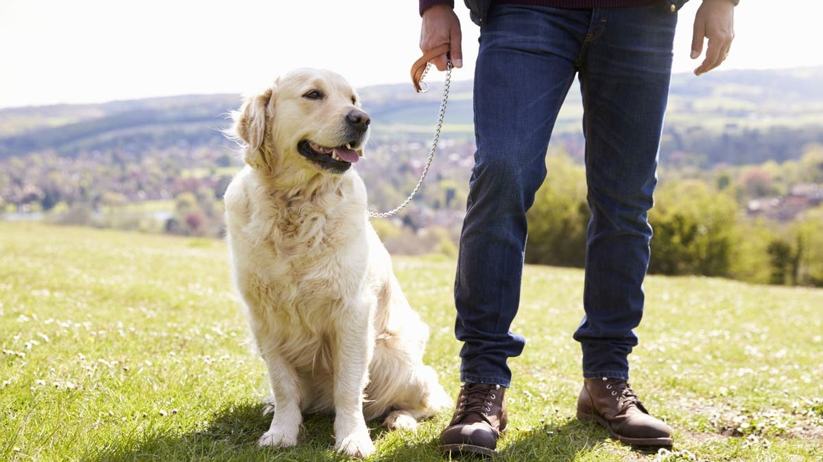 Dog on leash