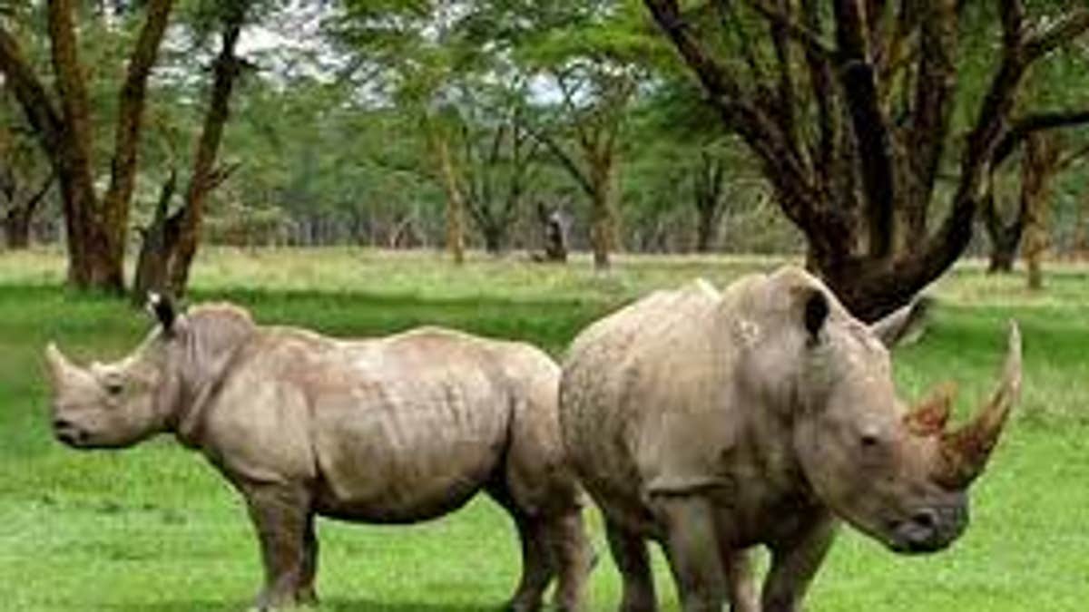 An Irish national has pleaded guilty to illegally smuggling the horn of a protected rhino outside the U.S. 