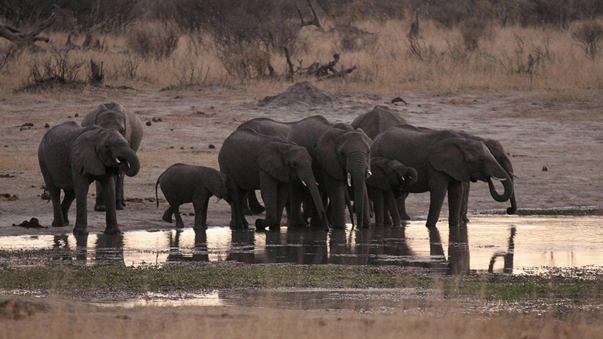 FILE PHOTO: A herd of elephants gathers at a water hole in Zimbabwe's Hwange National Park, August 1, 2015. REUTERS/Philimon Bulawayo