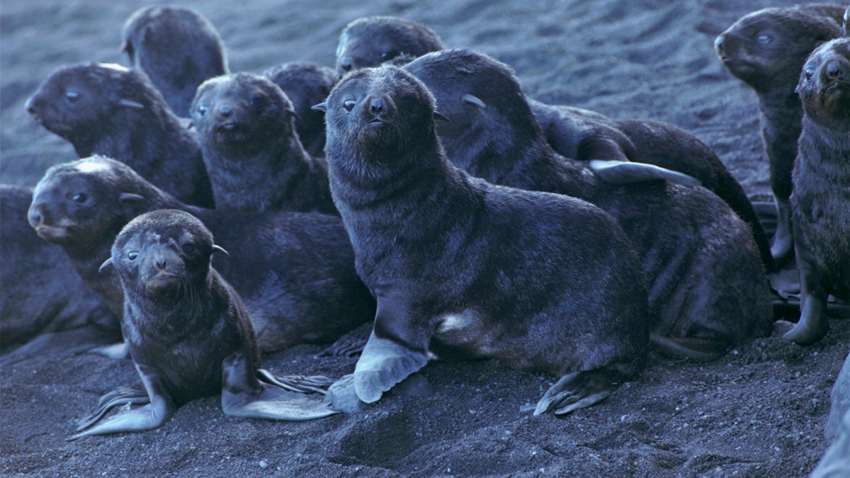 This August 2019 photo released by the National Oceanic and Atmospheric Administration Fisheries (NOAA) shows northern fur seal pups standing on a beach on Bogoslof Island, Alaska. Alaska's northern fur seals are thriving on an island that's the tip of an active undersea volcano. Numbers of fur seals continue to grow on tiny Bogoslof Island despite hot mud, steam and sulfurous gases spitting from vents on the volcano. (Maggie Mooney-Seus/NOAA Fisheries via AP)