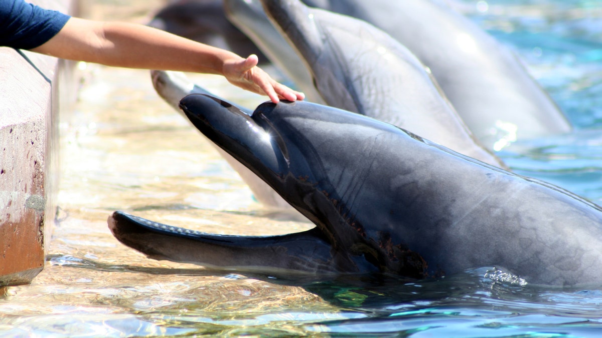 TripAdvisor had previously launched its Animal Welfare Policy in 2016, when it first stopped selling tickets for specific experiences where tourists came into contact with captive wild animals. In 2018, the site stopped selling tickets to shows and performances that forced captive wild animals to perform.