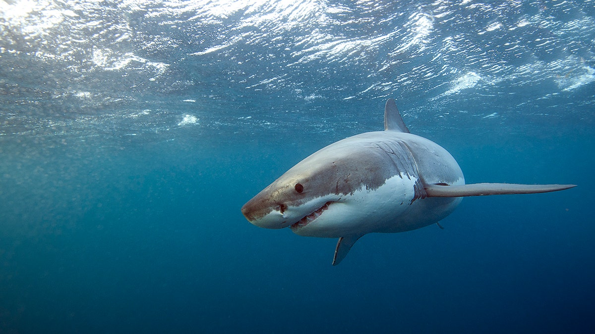 Great white sharks can have upwards of 3,000 serrated, blade-like teeth that can each grow to 6 inches long.