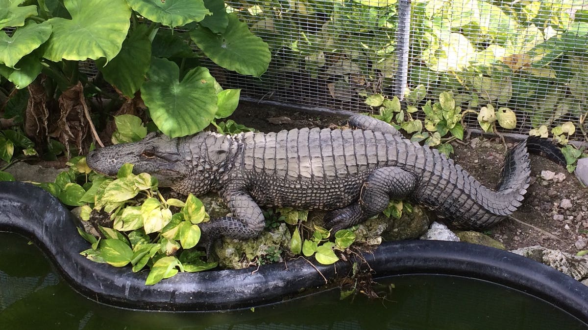 Irwin the gator didn't eat Mojo because the iguana was "too big," staff said.