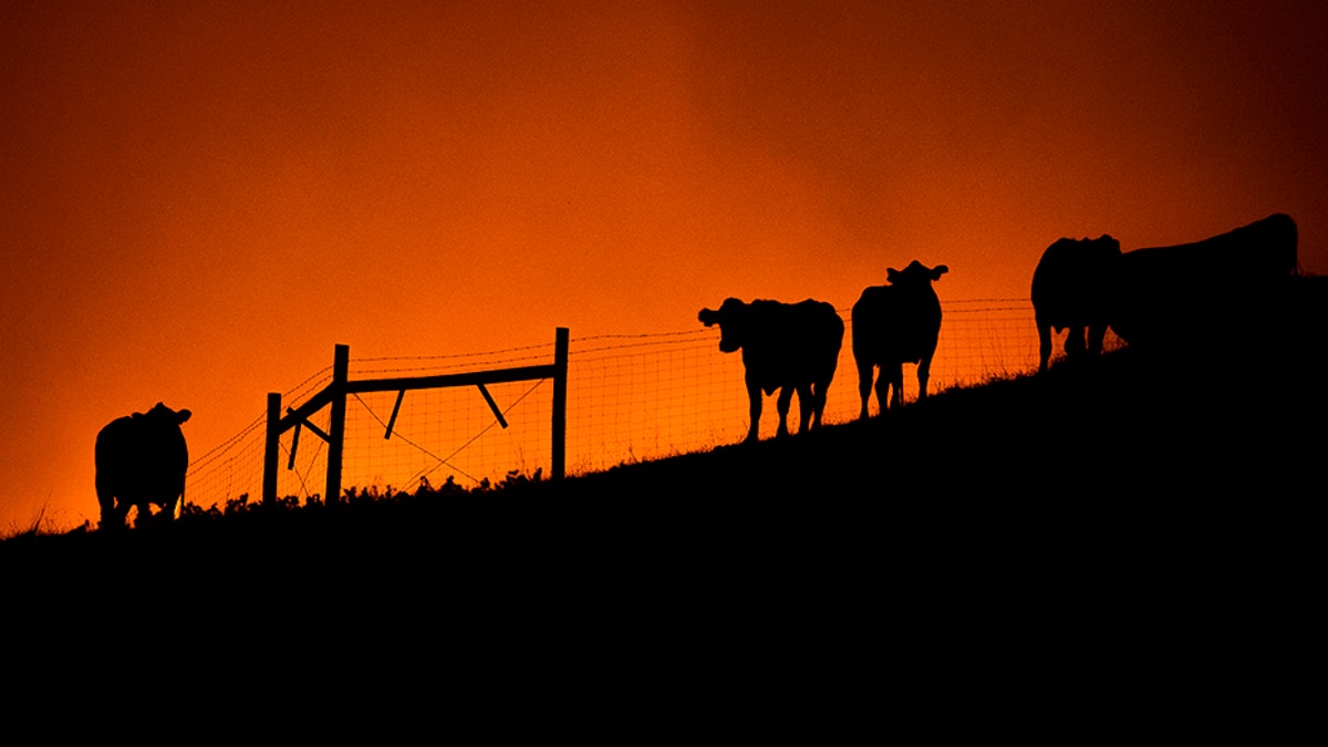 Cows stand on a ridge as the Kincade Fire approaches in unincorporated Sonoma County, Calif., on Thursday. (AP)