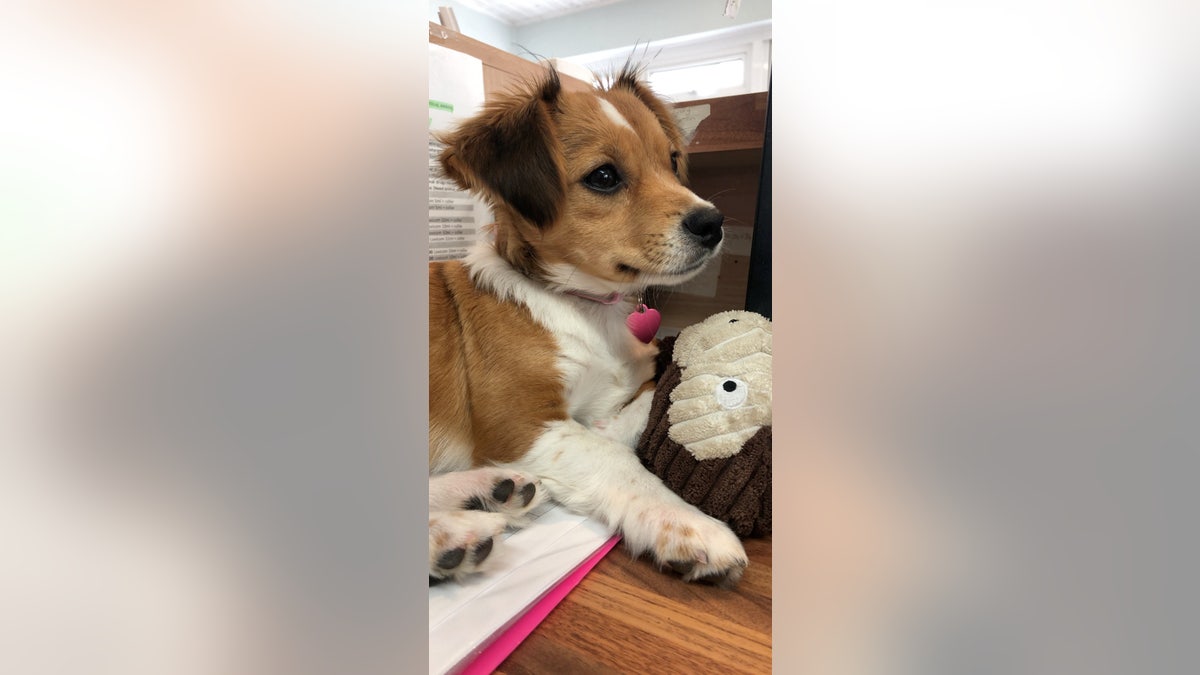“When we first brought her home, she was a playful biter. Her original name, Honey, didn’t fit her at all,” the dog's new owner said. “To me, Honey is sweet and she is not.”