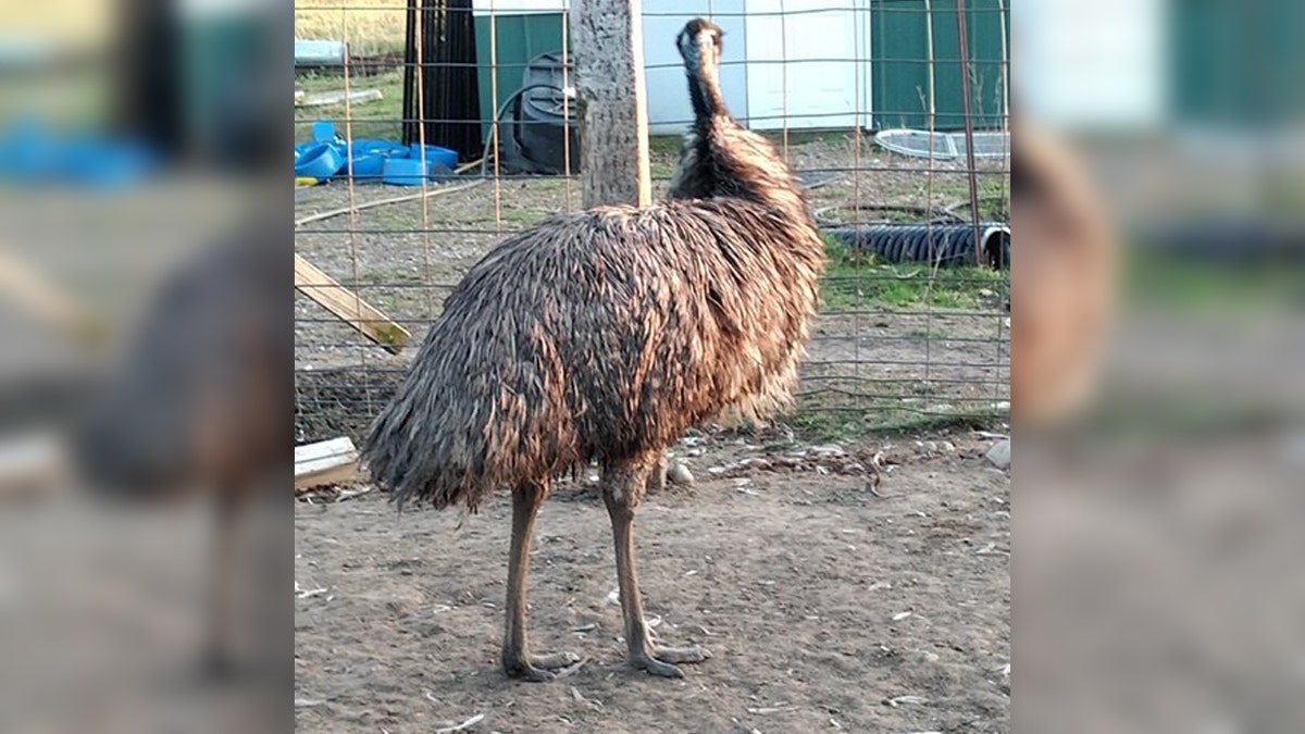 Deputies in Benton County, Minn., said the emu in this photo has been reported missing by its owner, prompting a search by law enforcement.