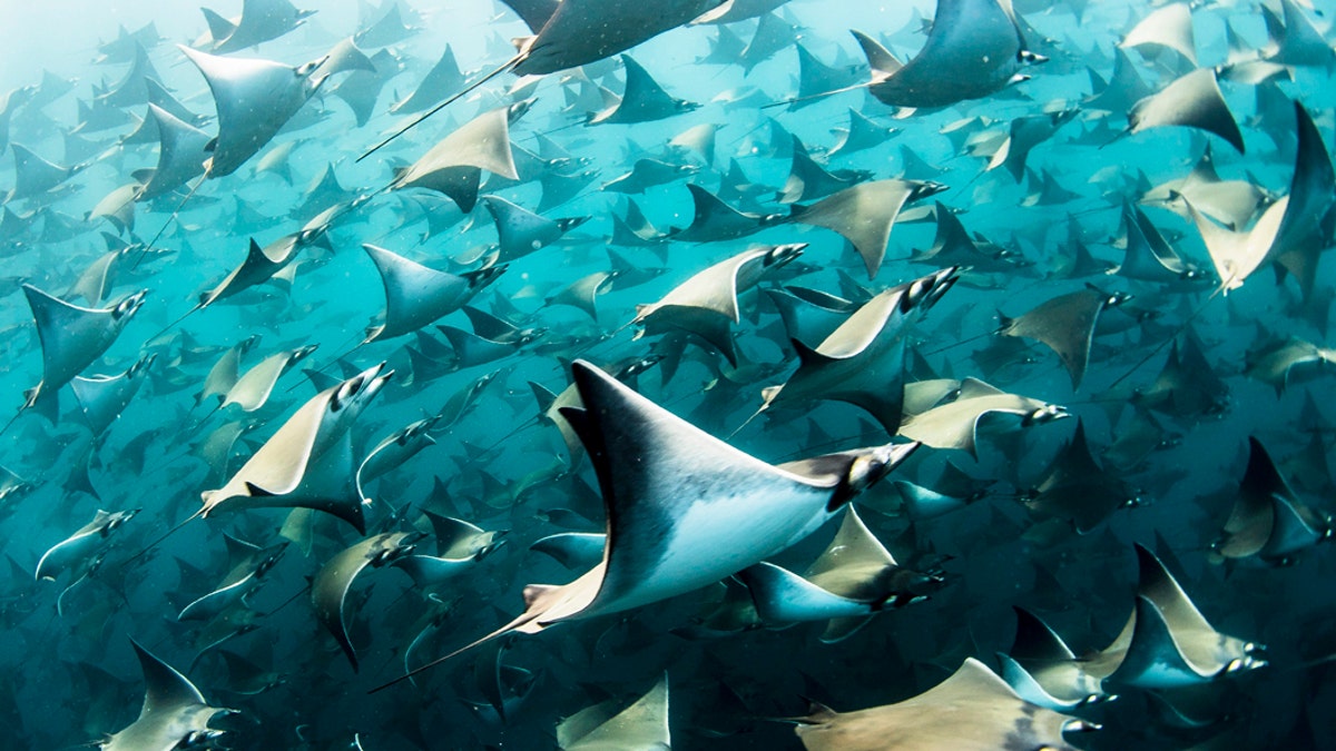The remarkable sight was captured by ocean photographer Nadia Aly, 35, from Mountain View, California, who spent four hours with the estimated 10,000 rays in the Baja of Mexico, in the northwest of the country. (Credit: SWNS)