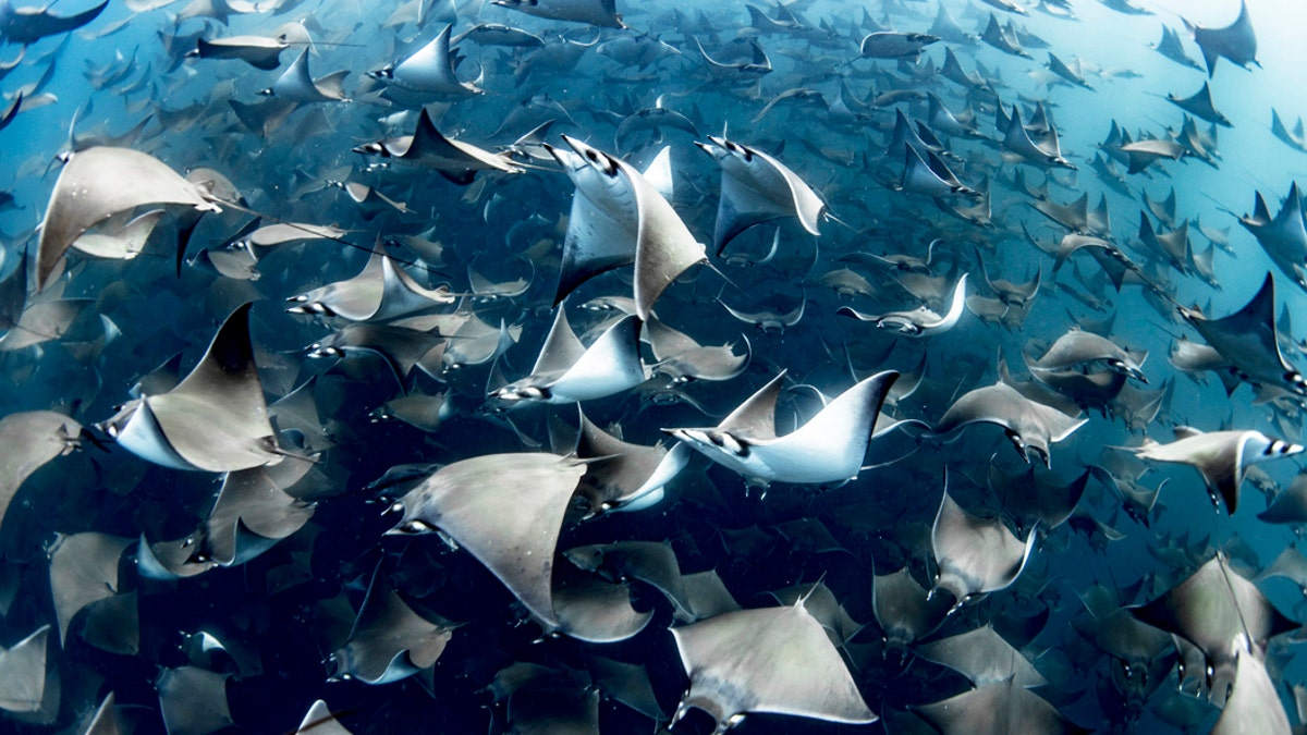It’s rare to see so many rays in such perfect visibility and the encounter saw the creatures at varying depths, ranging from the surface, down to 100 feet. (Credit: SWNS)