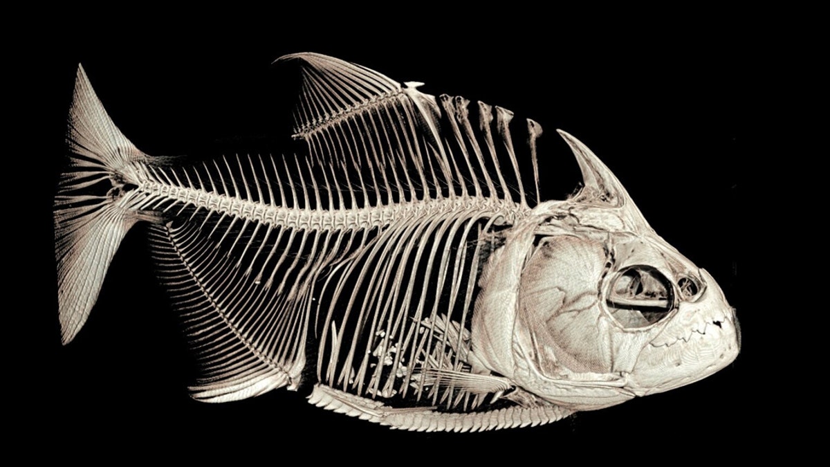 CT-scanned image of the piranha Serrasalmus medinai. Note the ingested fish fins in its stomach.