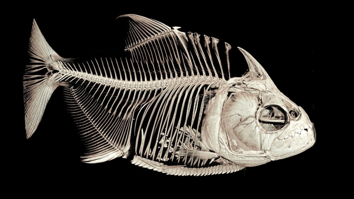 CT-scanned image of the piranha Serrasalmus medinai. Note the ingested fish fins in its stomach.