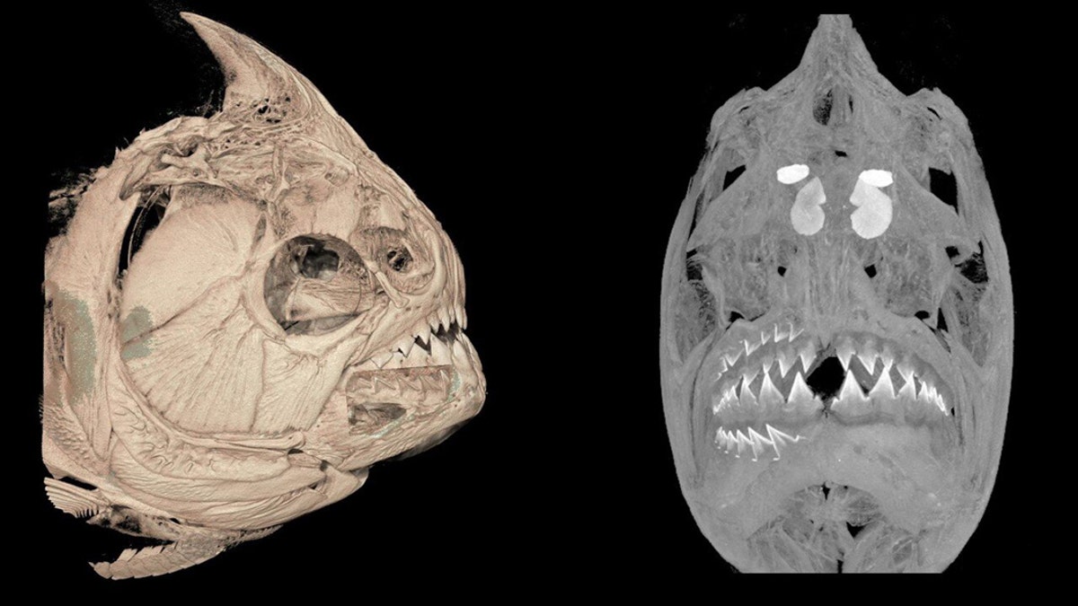 A CT-scanned image of the piranha Serrasalmus medinai. Note the ingested fish fins in its stomach. Credit: University of Washington