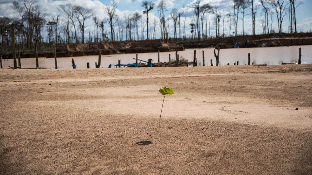 A tree planted by police during "Operation Mercury" stands amid jungle destroyed by illegal miners, near a makeshift airstrip at the Balata police and military base in Peru's Tambopata province on March 28, 2019. Scientists working for CINCIA _ a Peru-based nongovernmental group _ planted more than six-thousand saplings of various species native to this part of the Amazon, including the iconic shihuahuaco trees, in one of these uncanny clearings. They are testing which biofertilizers work best to replenish the soil. (AP Photo/Rodrigo Abd)
