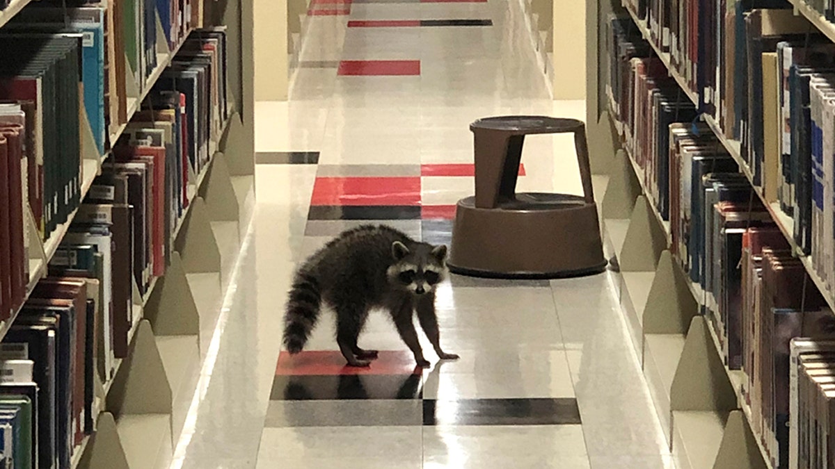 A raccoon walks between stacks of books at the Arkansas State University's library in Jonesboro, Ark.