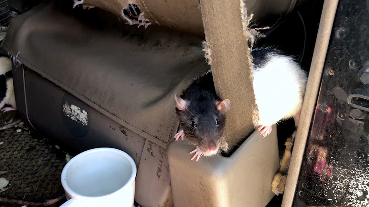 Rats can have a lot of babies quite easily as a healthy litter usually consists of 10 to 12 rats, and they multiple quickly thanks to a four-week gestation period.