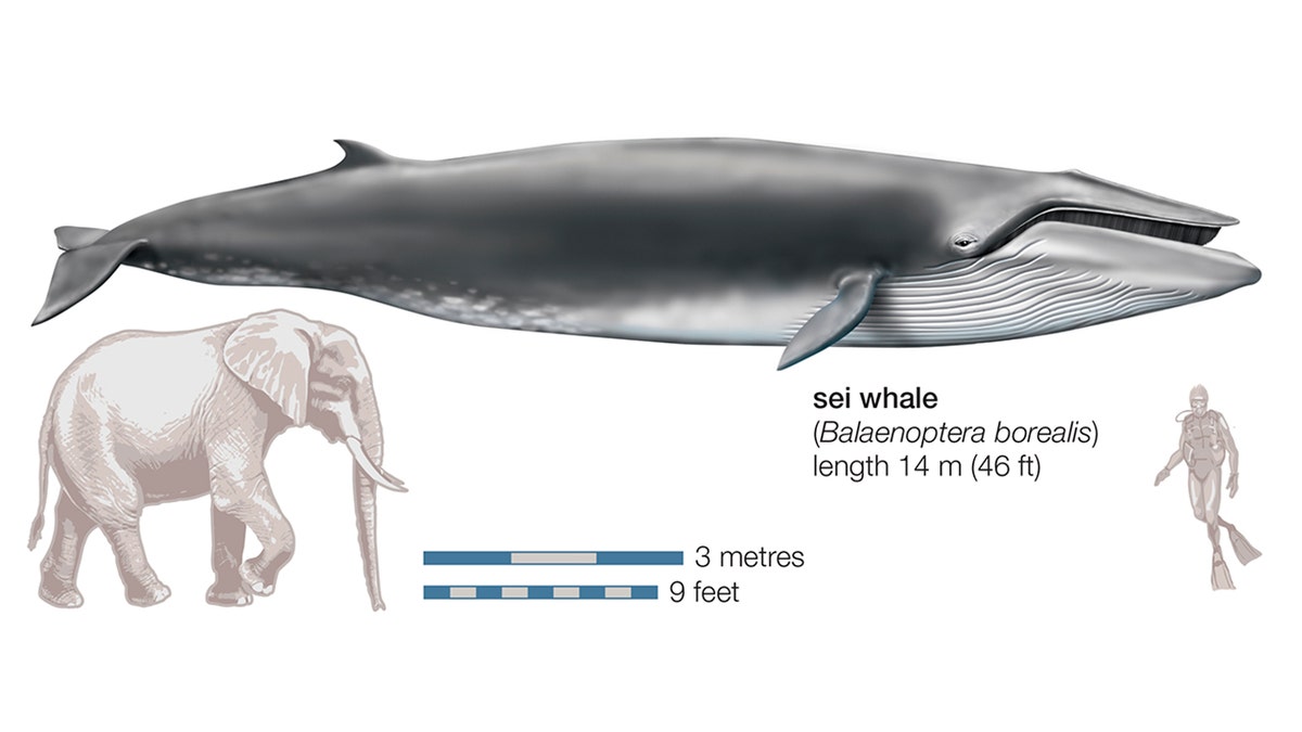 Sei Whale (Balaenoptera Borealis). (Photo By Encyclopaedia Britannica/UIG Via Getty Images)