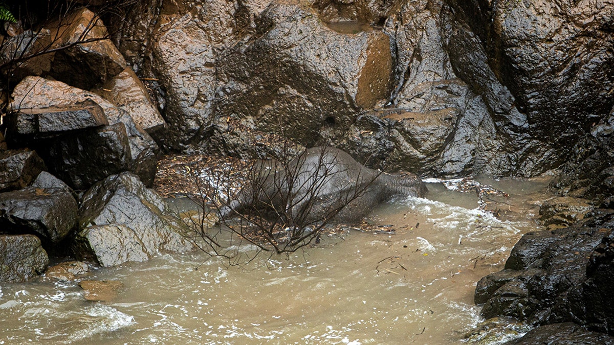 This photo by Thai News Pix taken on October 5, 2019 shows a dead elephant at the bottom of a waterfall after it fell to its death at Khao Yai National Park in central Thailand. (Photo by PANUPONG CHANGCHAI/THAI NEWS PIX/AFP via Getty Images)