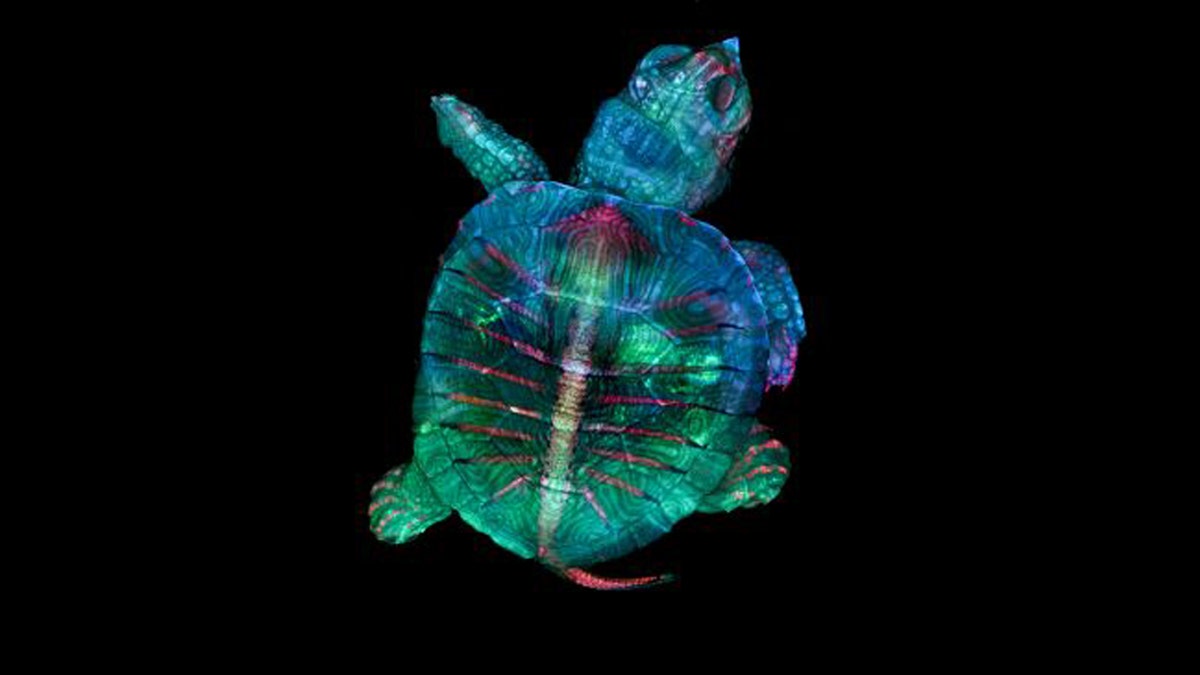 First place went to this colorful, fluorescent image of a tiny turtle embryo. (Credit: Teresa Zgoda and Teresa Kugler/Courtesy of Nikon Small World)