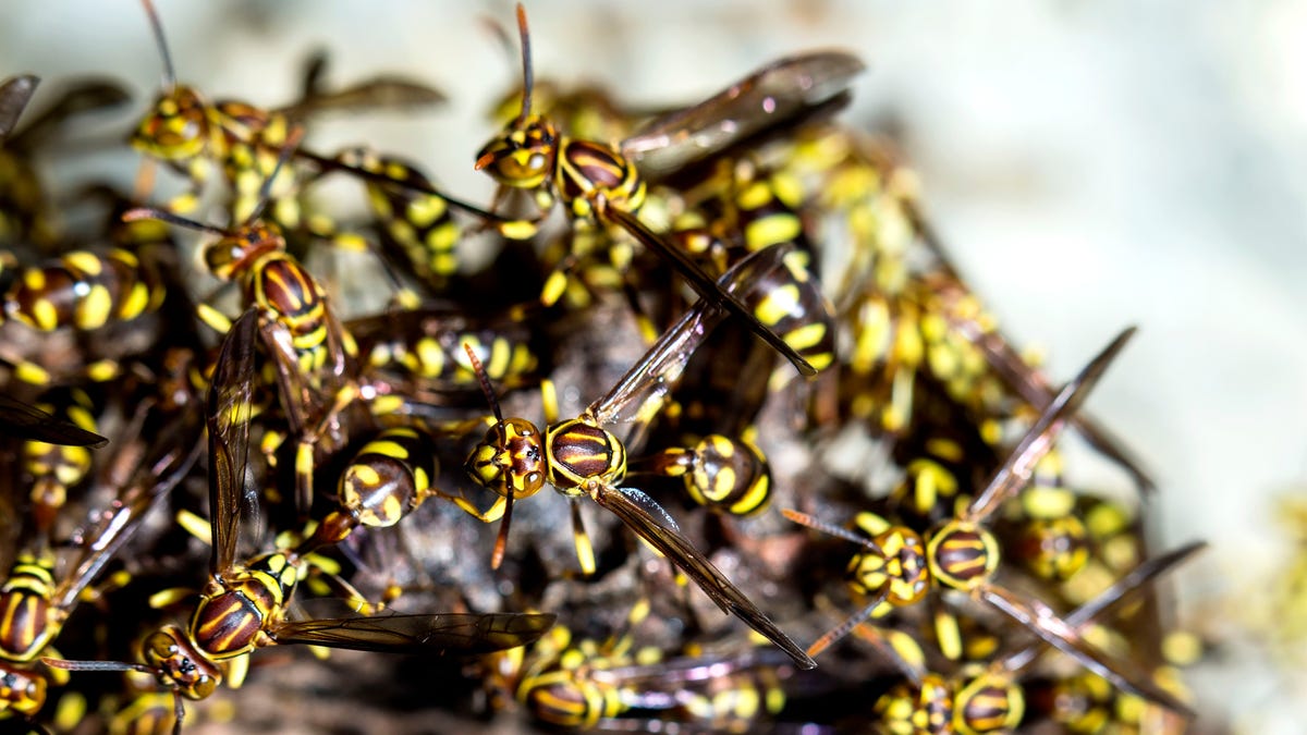 Adult yellow wasps