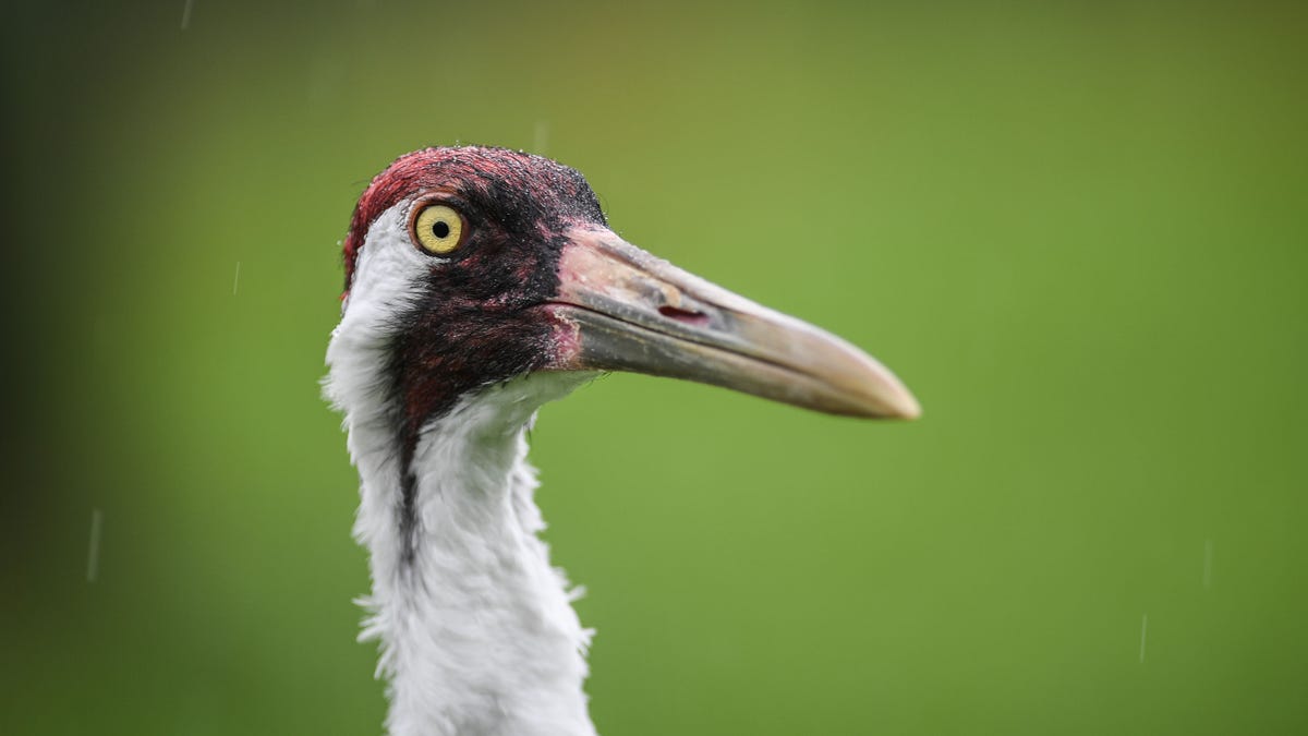 An adult whooping crane at the USGS Patuxent Wildlife Research Center in Maryland in 2017. (Photo by Salwan Georges/The Washington Post via Getty Images)