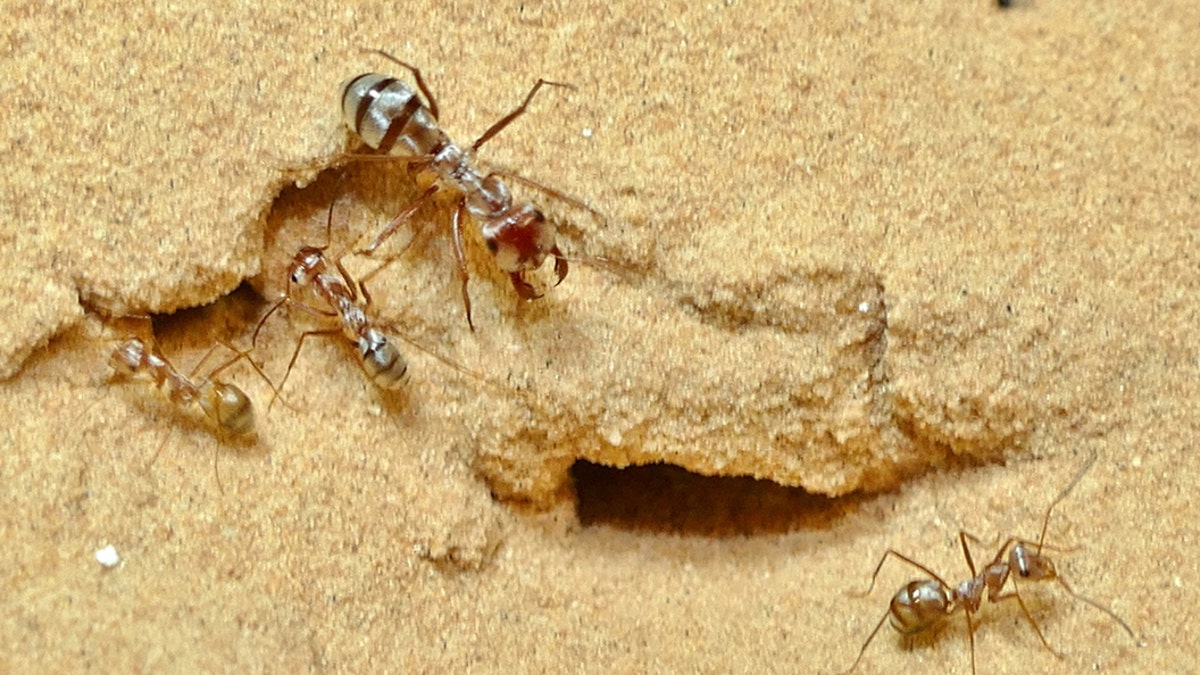 The fastest ant in the world has been unveiled by scientists. Named the Saharan silver, after its home, it can cover almost a yard - in a single second. That's 108 times its body length of a third of an inch. (Credit: SWNS)
