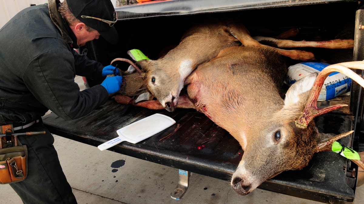 FILE - In this Nov. 17, 2012, file photo, Mike Zeckmeister, a biologist with the Wisconsin Department of Natural Resources, removes the lymph nodes from one of three deer in a hunter's pickup truck, in order to test them for chronic wasting disease, at a checkpoint in Shell Lake, Wis. "Zombie deer" may sound like something in a bad B-movie, but wildlife regulators say they're real and officials are working to keep them out of Nevada. (Scott Takushi/Pioneer Press via AP, File)