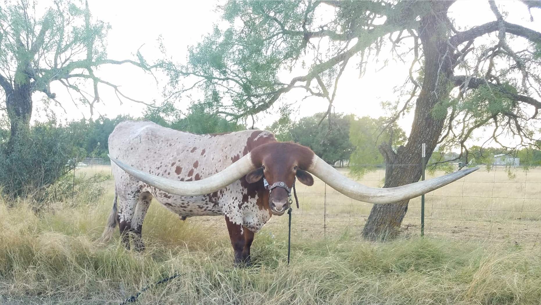 [Image: Longhorn-1.jpg?ve=1&tl=1]