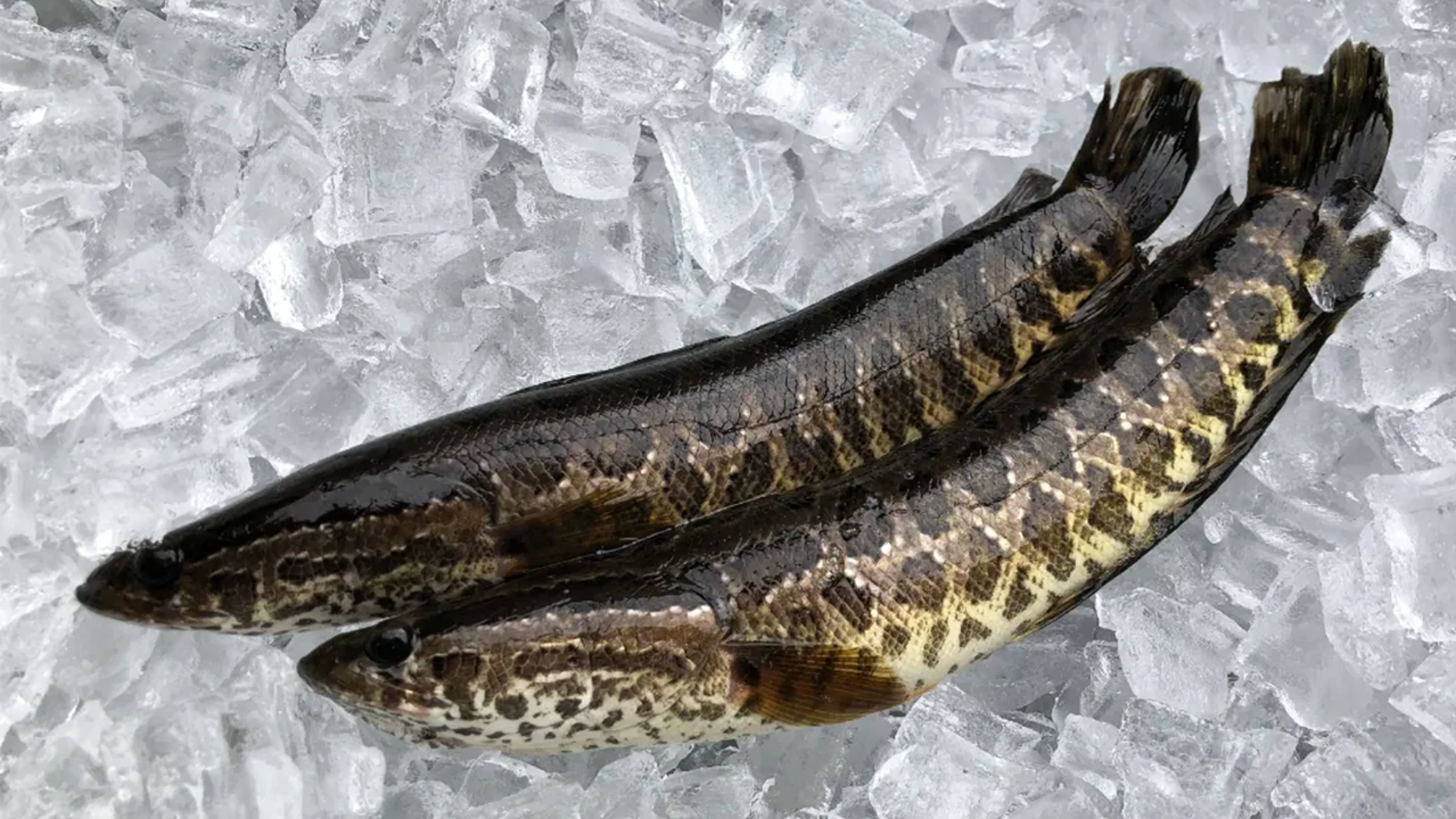 Snakehead-.png