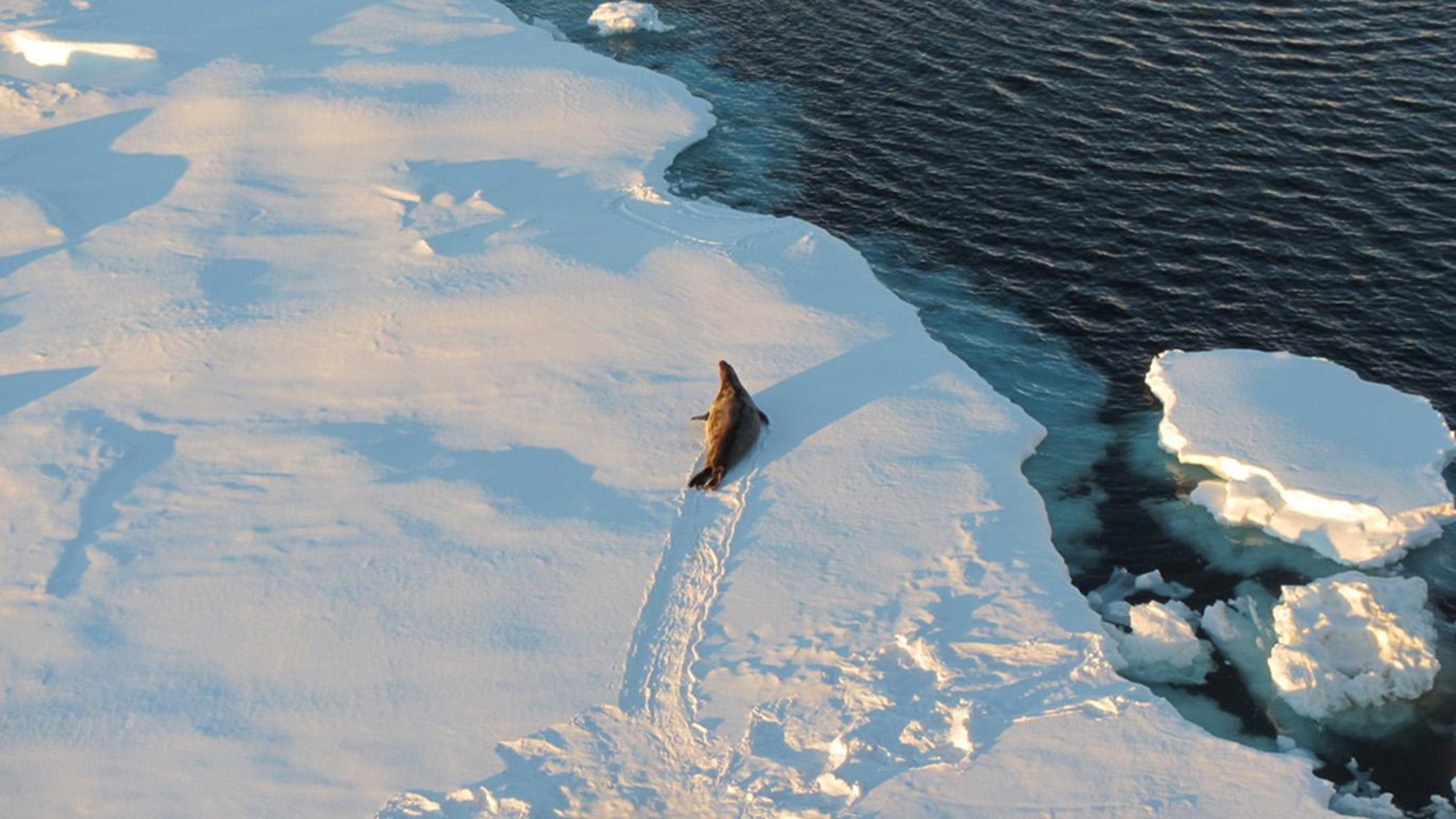 [Image: antarctica-ice-age.jpg?ve=1&tl=1]