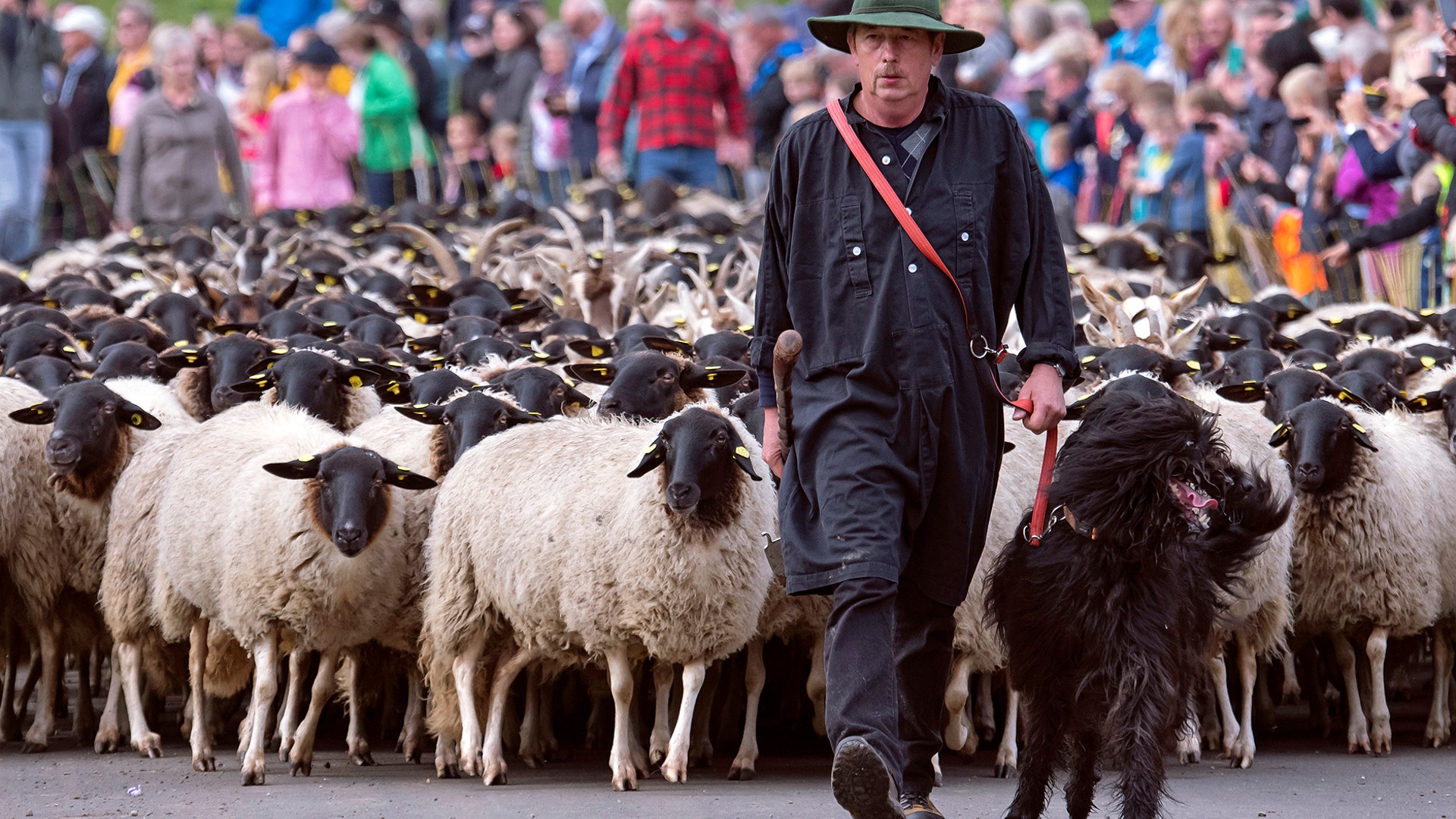 A shepherd walks his Rhoen sheep on a dirt road during the return of the cattle from the summer pastures in the Rhoen mountains near the Bavarian Frankish village Ginolfs, Germany, Oct. 20, 2019. 