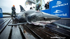 Great white shark captured off US coast with gash on head was bitten by even bigger shark, experts say