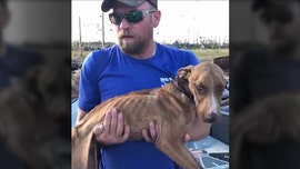 Hurricane Dorian stunner: Bahamas dog survives in rubble for weeks, rescuers say