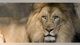 Woman appears to taunt lion after climbing into barrier at Bronx Zoo: video