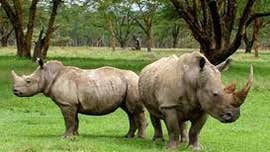 Irish national extradited to US for trafficking rhino horn gets 14 months: DOJ