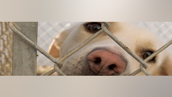 Pennsylvania home had 85 cats living in ‘deplorable conditions,’ most with untreated wounds and fleas: reports