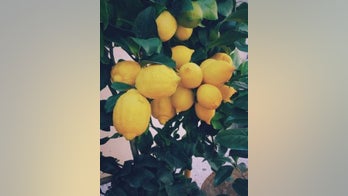 California city offers free fruit trees to curb greenhouse gas emissions