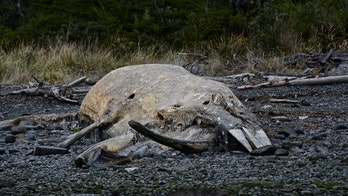 Scientists to monitor stranded whales from space