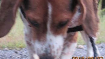 $8G reward offered for info on Missouri beagle skinned alive  