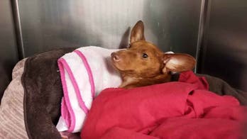3 Louisiana women arrested after small dog abandoned, legs 'sawed' off