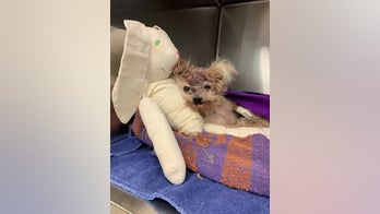 Yorkie named 'Pringles' dies after being found in trash can