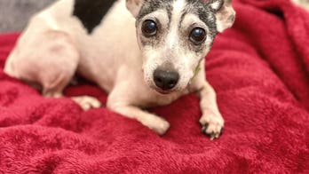 Dog missing for 12 years reunited with owner after being found 1,130 miles away