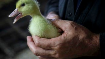 No more foie gras in NYC: City bans sale of controversial delicacy